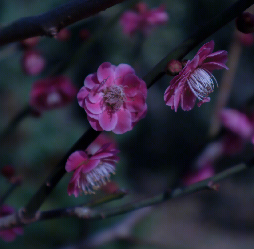 怎么拍桃花图片