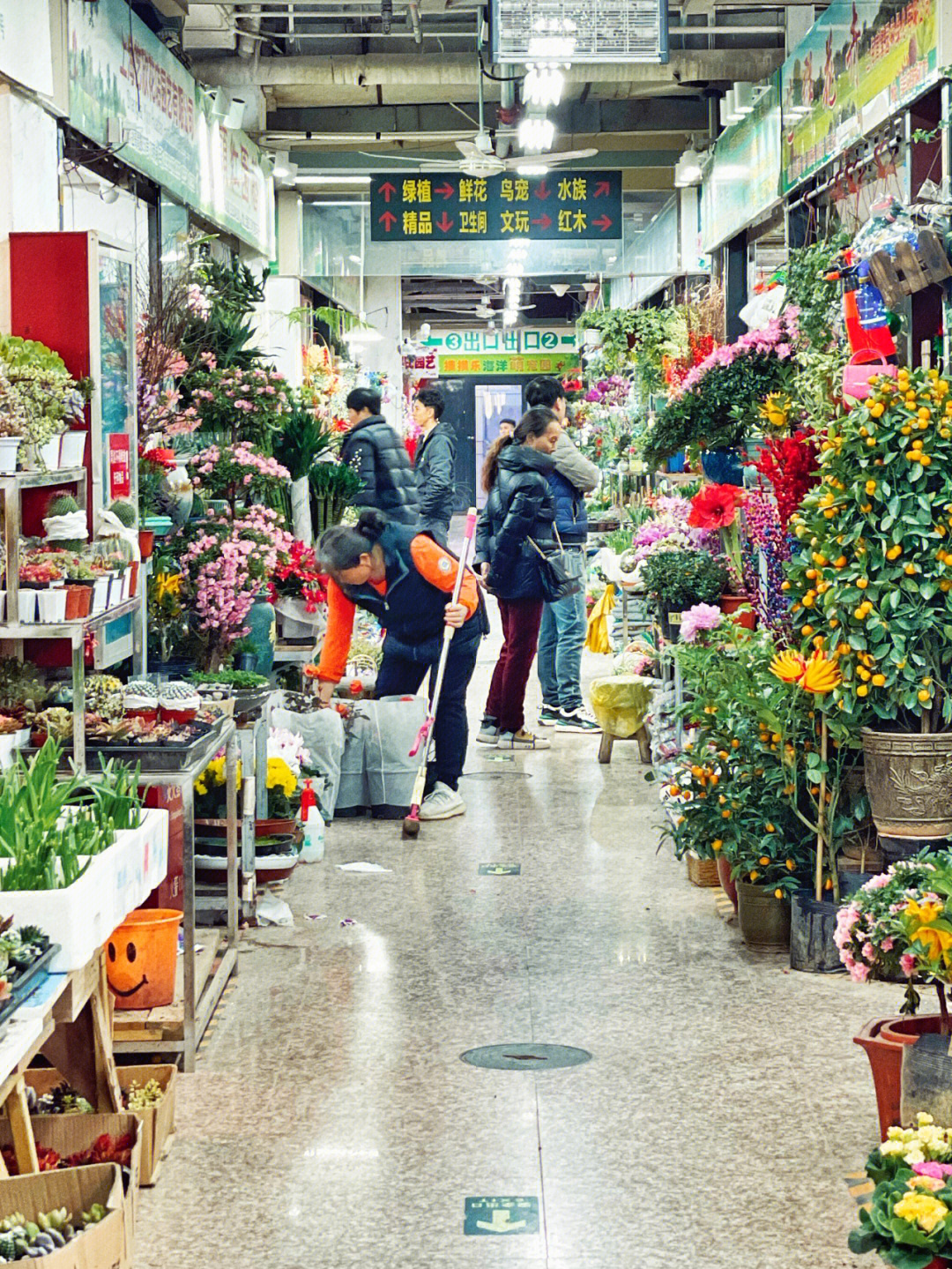 萧山花鸟市场图片