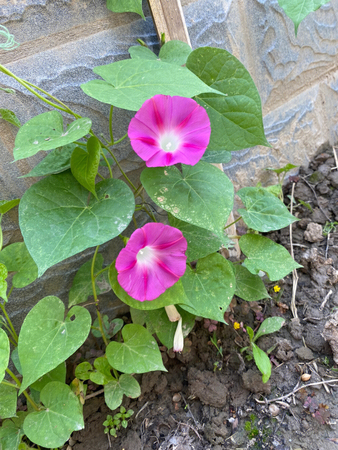 牵牛花什么季节开图片