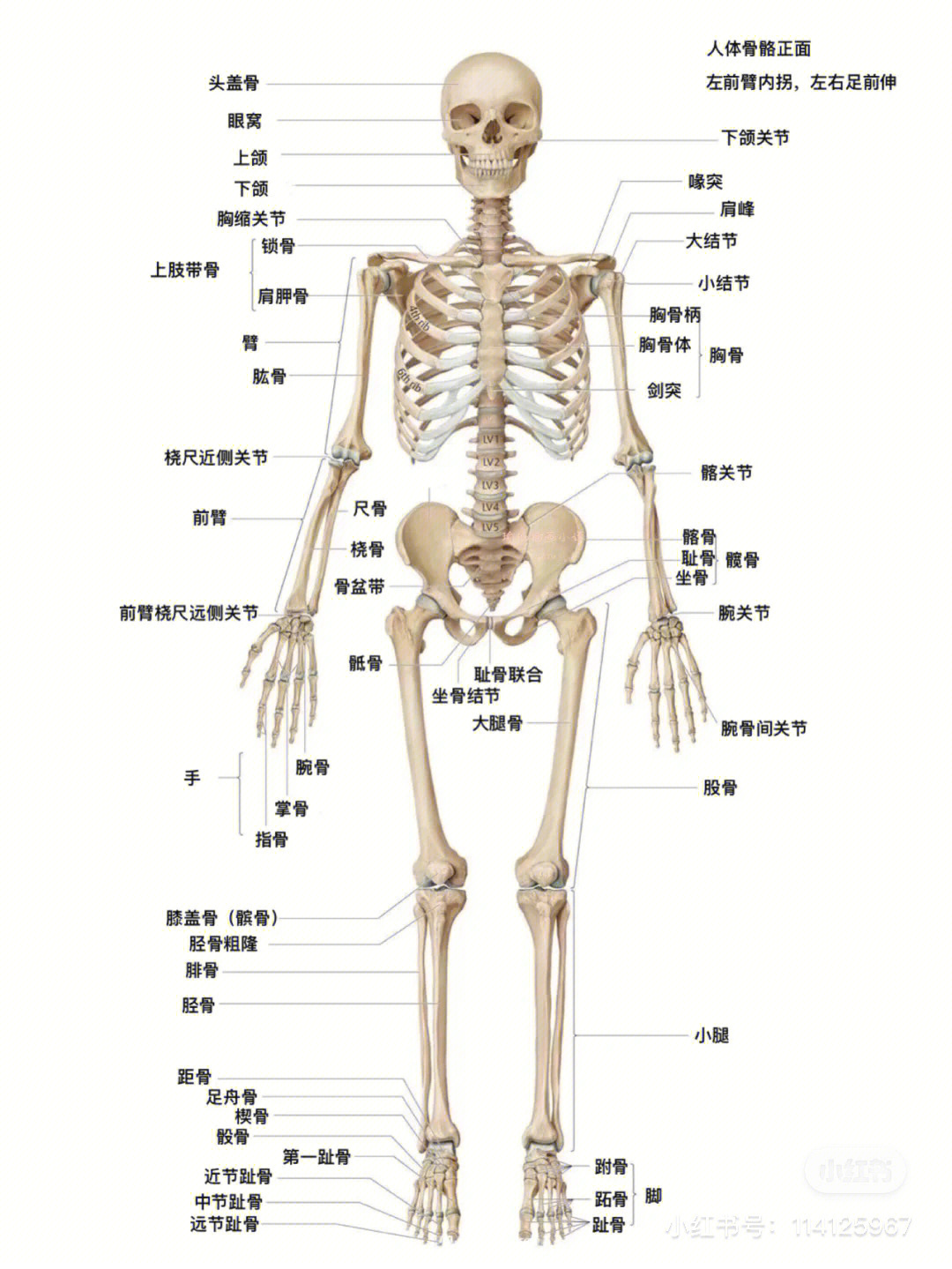 人体骨骼04图解