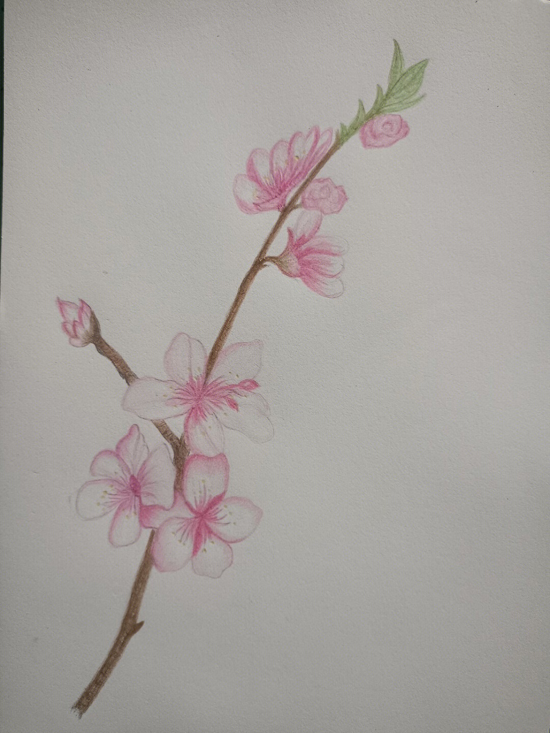 用彩铅画桃花树图片