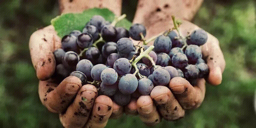 博若莱葡萄品种图片