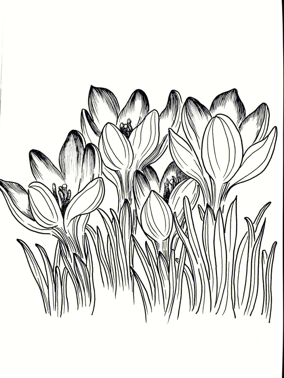 线描画花卉写实图片