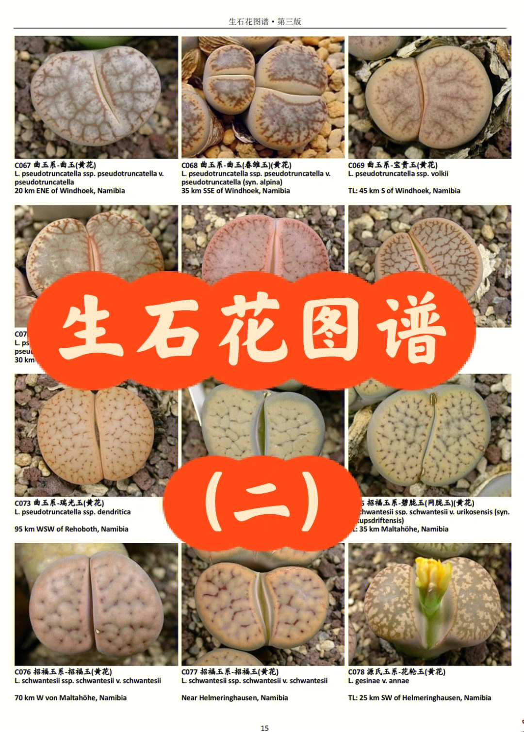 生石花品种大全图解图片