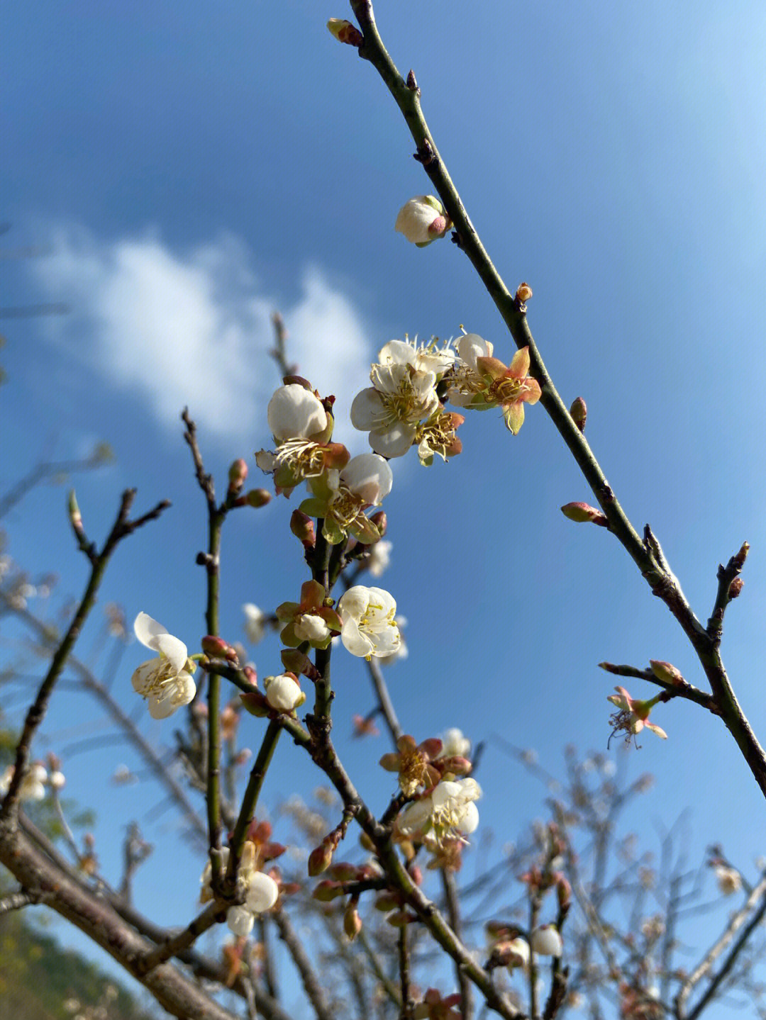 广州萝岗香雪公园梅花图片