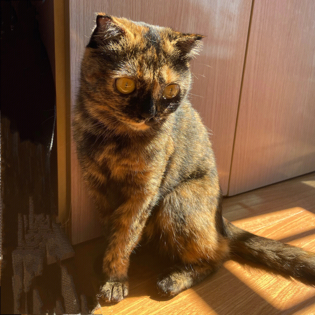 玳瑁猫长大的样子图片