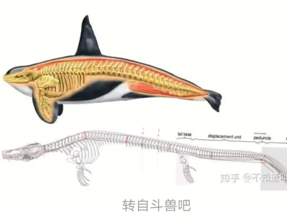 沧龙牙齿图图五:沧龙与虎鲸牙齿对比图图六:虎鲸,巨齿鲨,沧龙,梅鲸,克