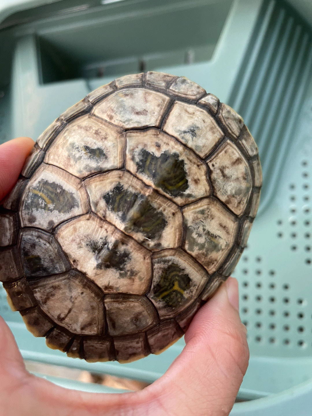 巴西龟龟壳边缘发白图片