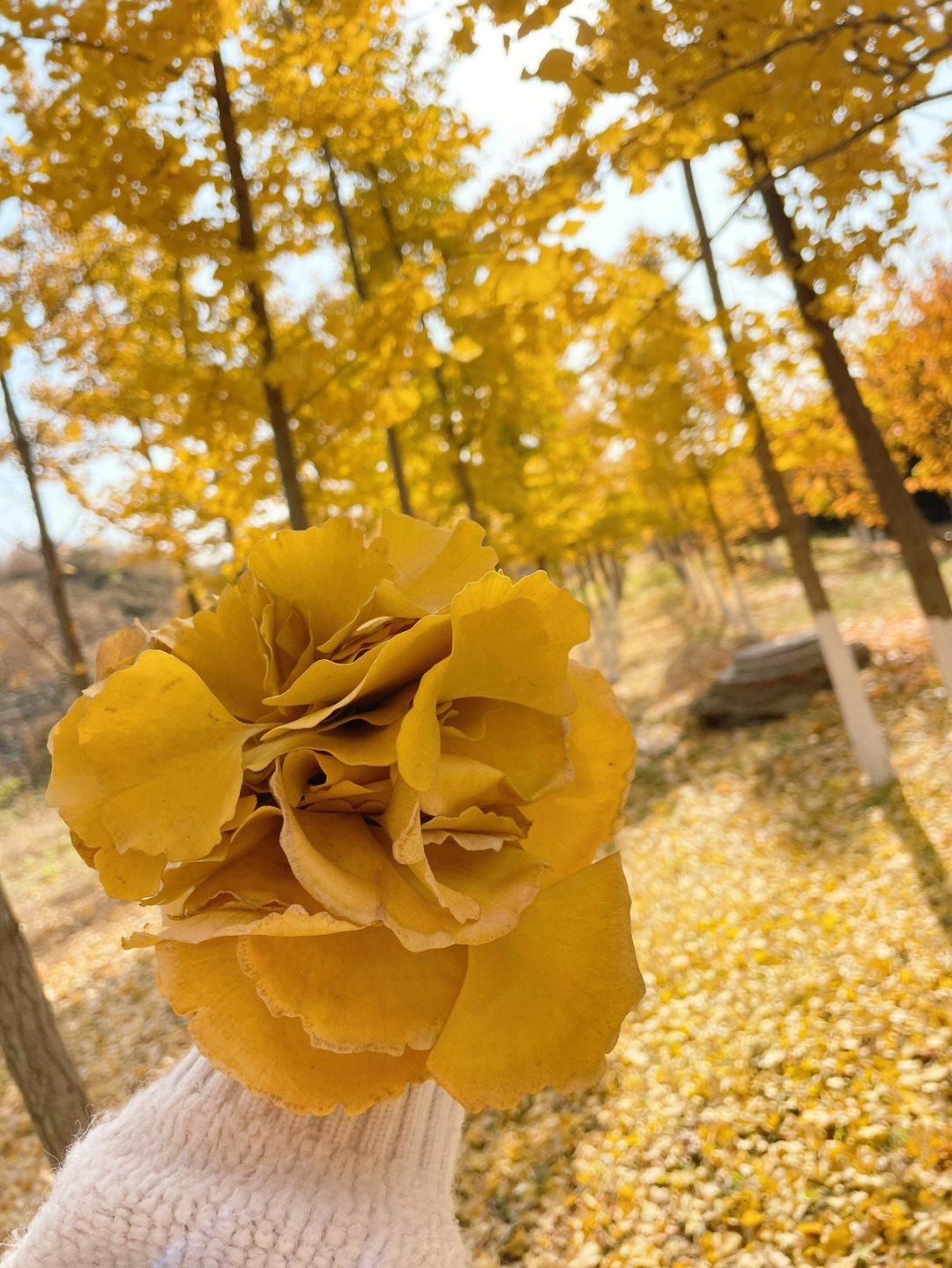 秋天的落叶简谱图片