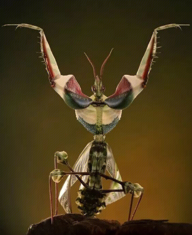 螳螂霸气图片