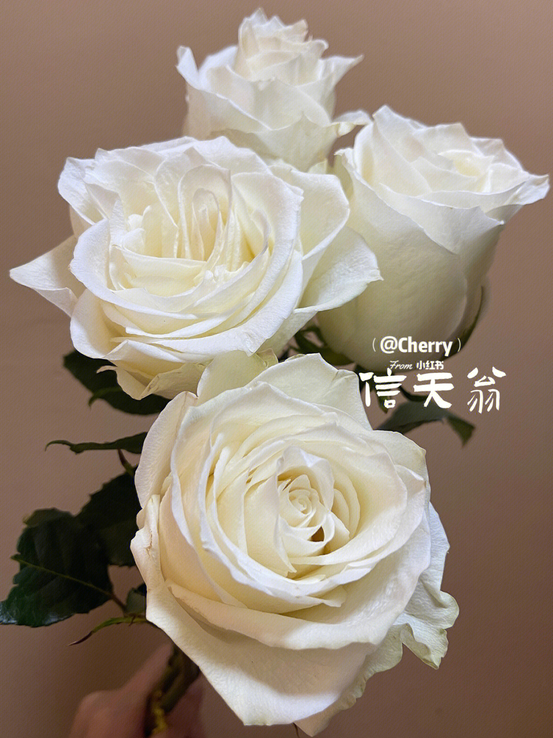 信天翁玫瑰花语图片