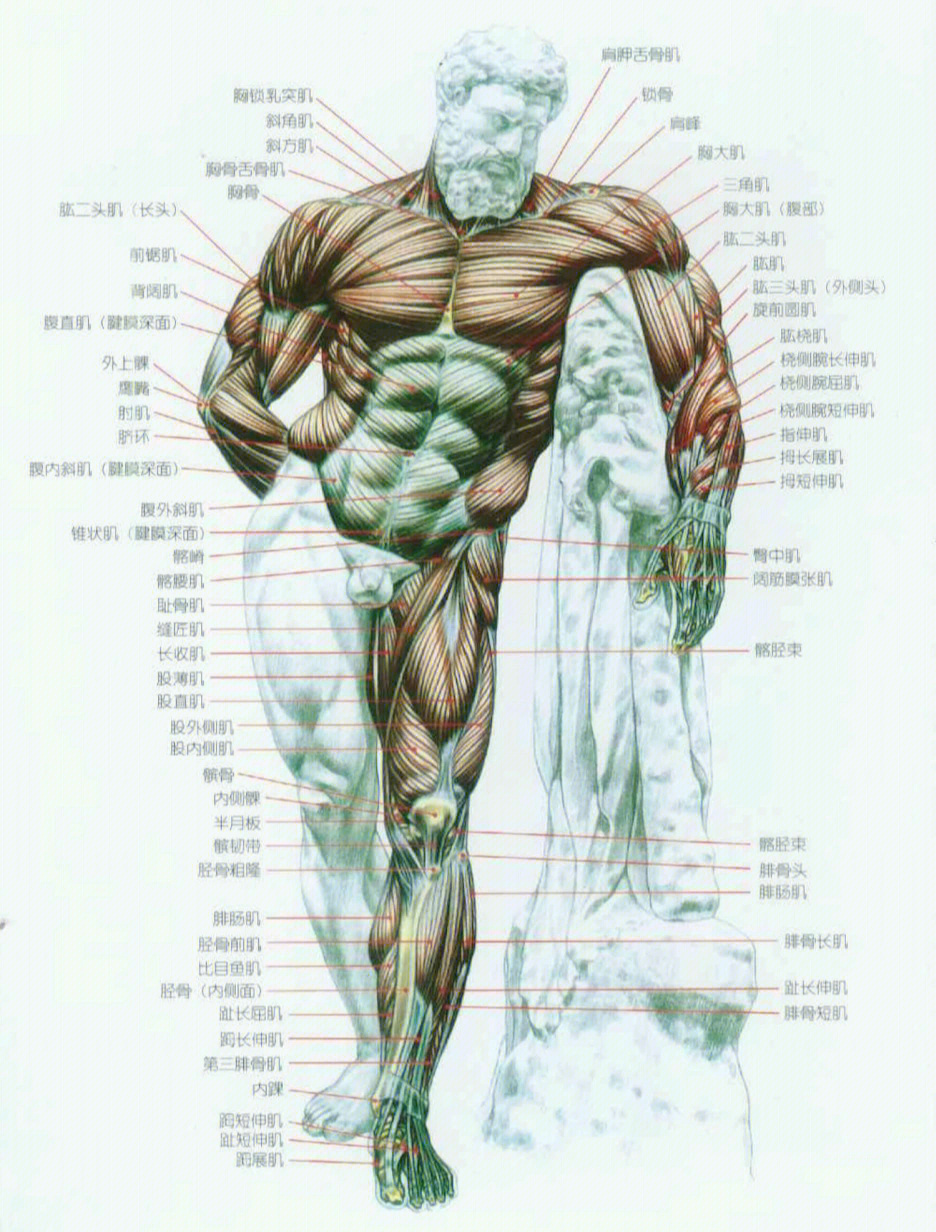 人体肌肉构造图示说明图片