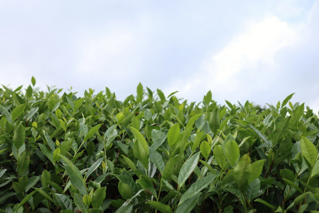 福鼎白茶茶山