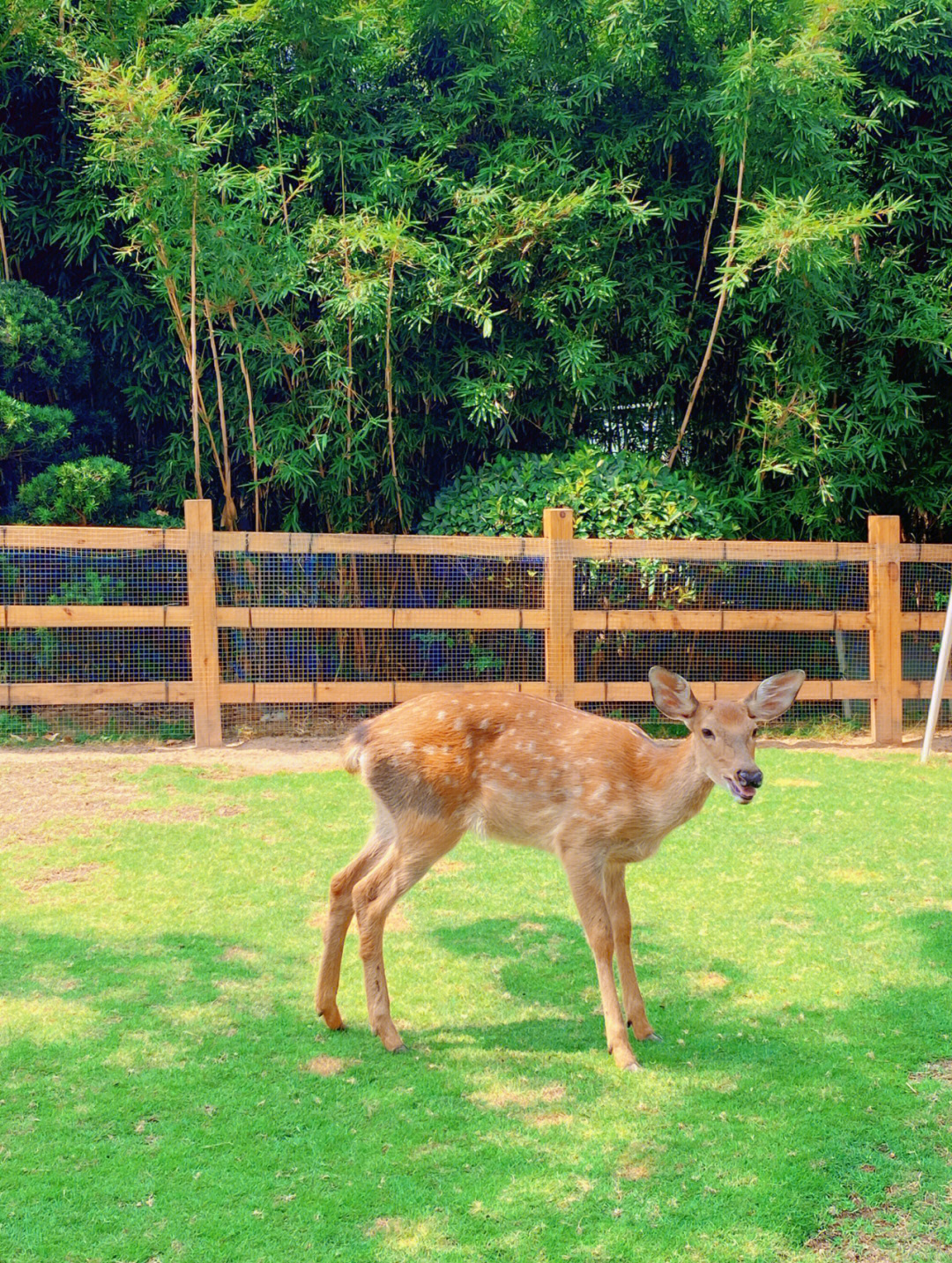 梅花鹿