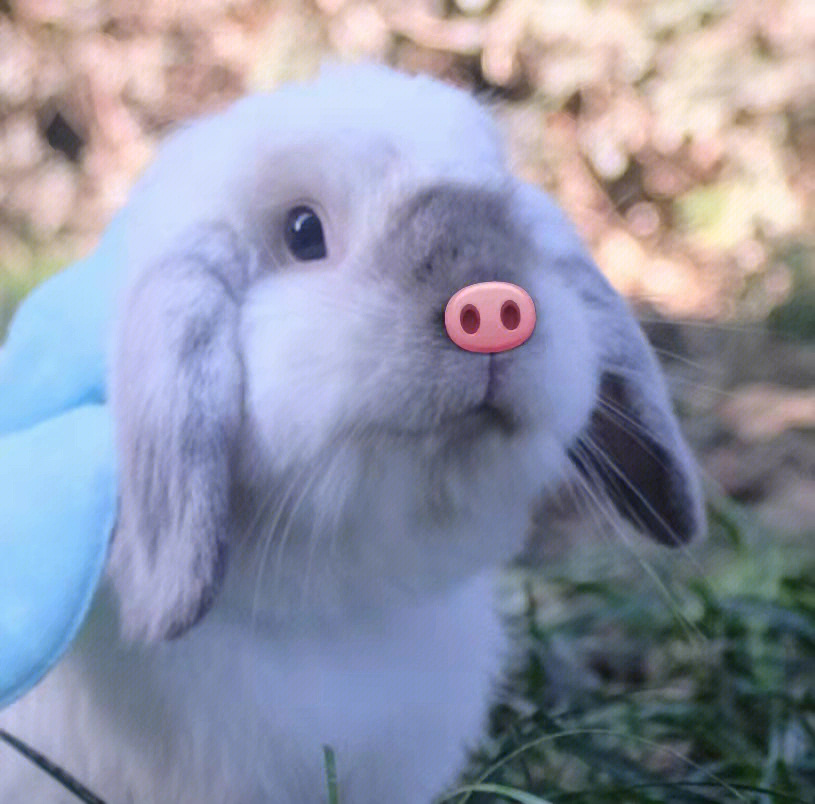 一只兔猪