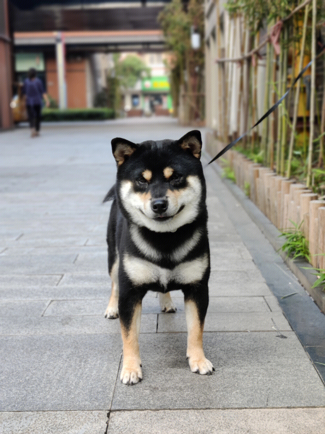 折耳黑柴犬图片