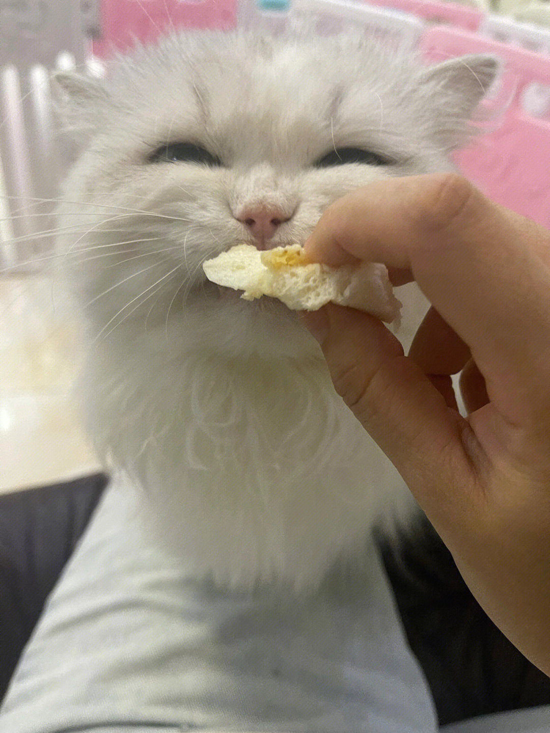 贪吃的小猫咪