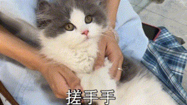 猫加上人手表情包图片