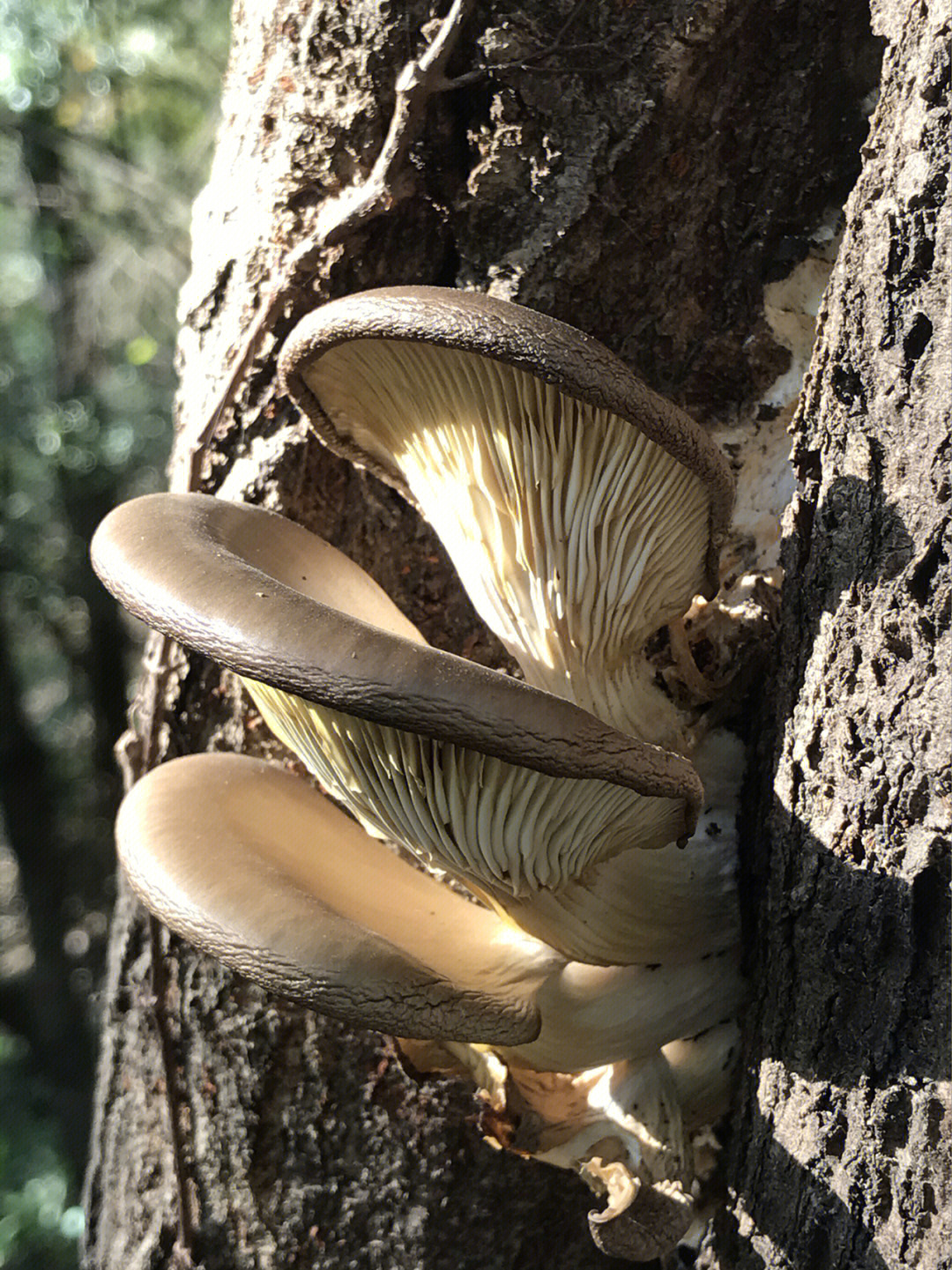 像平菇的野生蘑菇图片