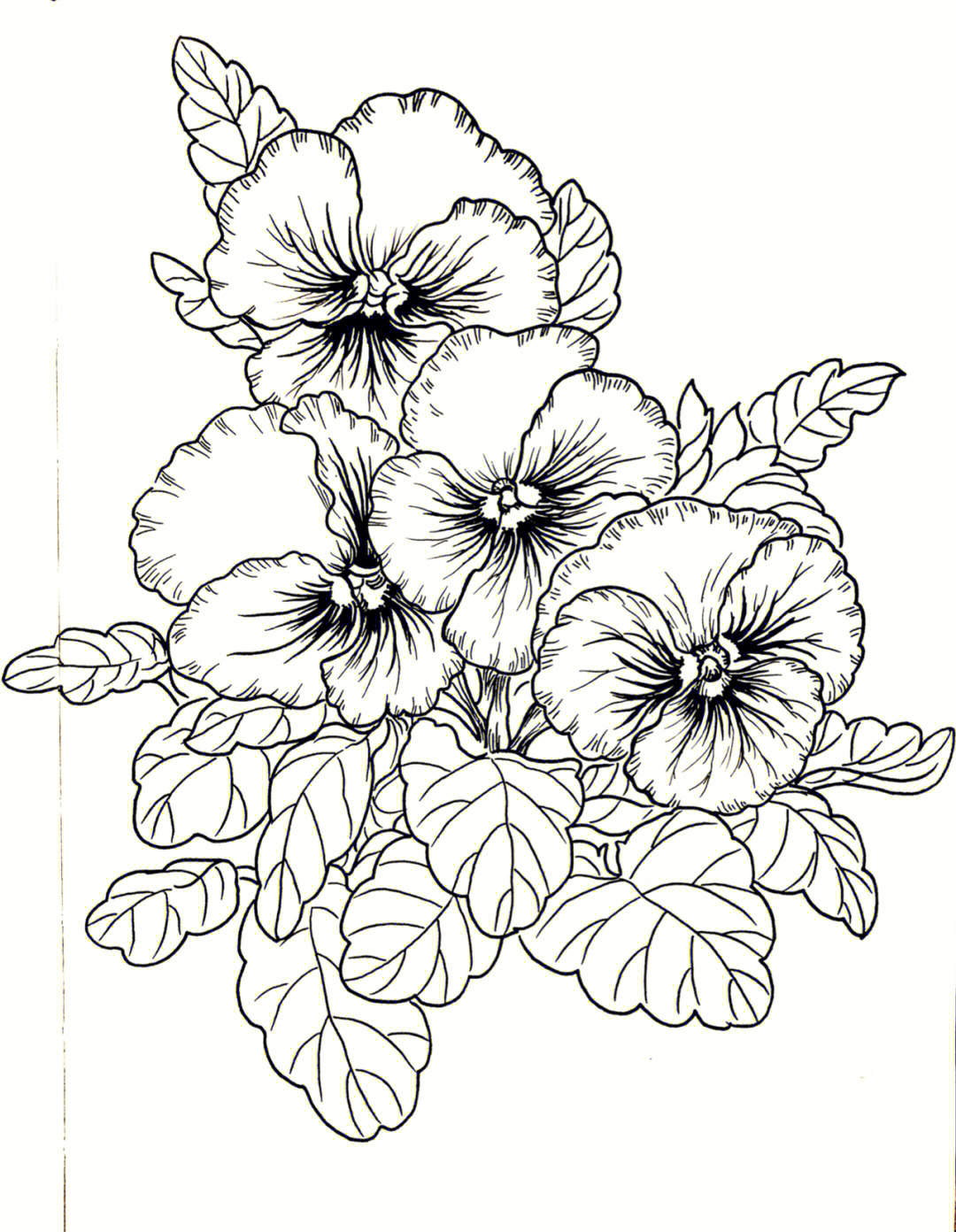 线描手绘花卉临摹三色堇025