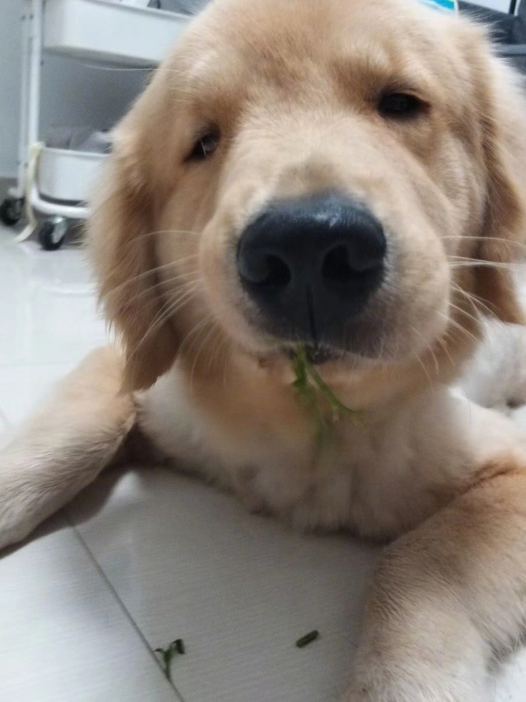 狗狗吃草