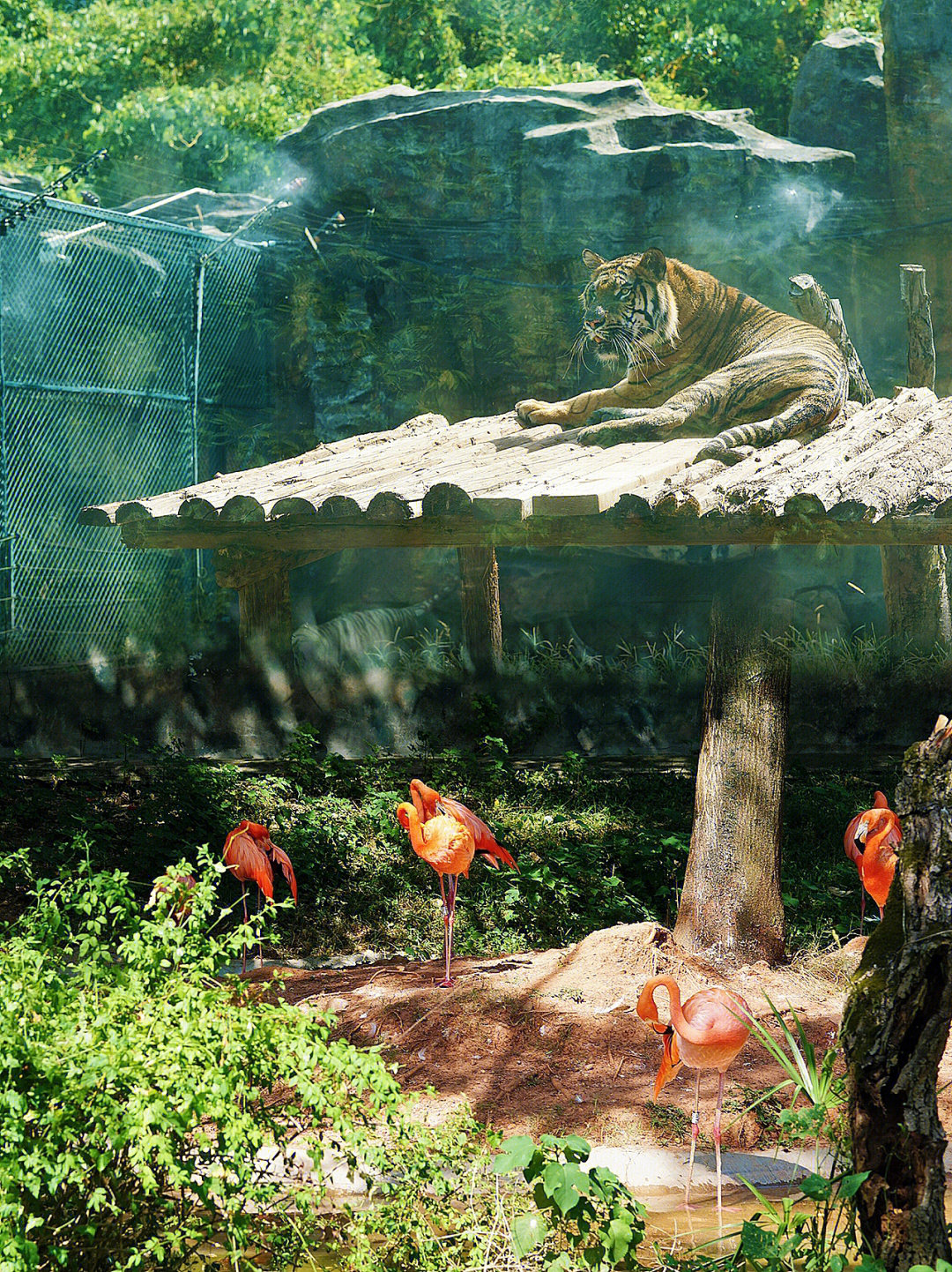 动物园里有什么狮子老虎丨长沙小众好去处