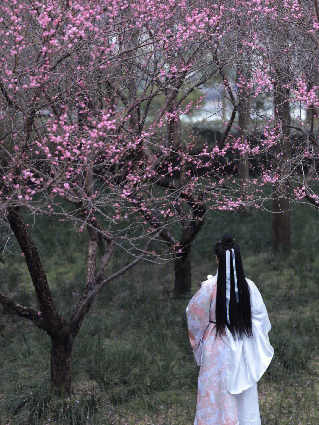 梅花树下女子背影古风图片