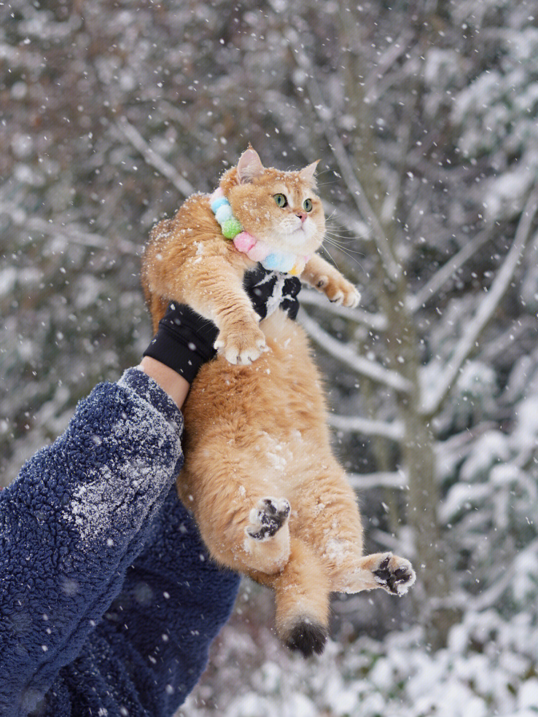 快来看雪中的小辛巴猫咪雪中大片76