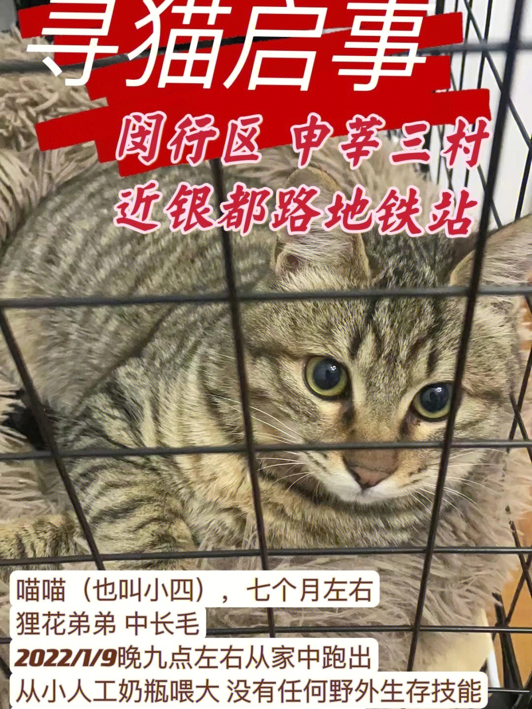 上海闵行寻猫