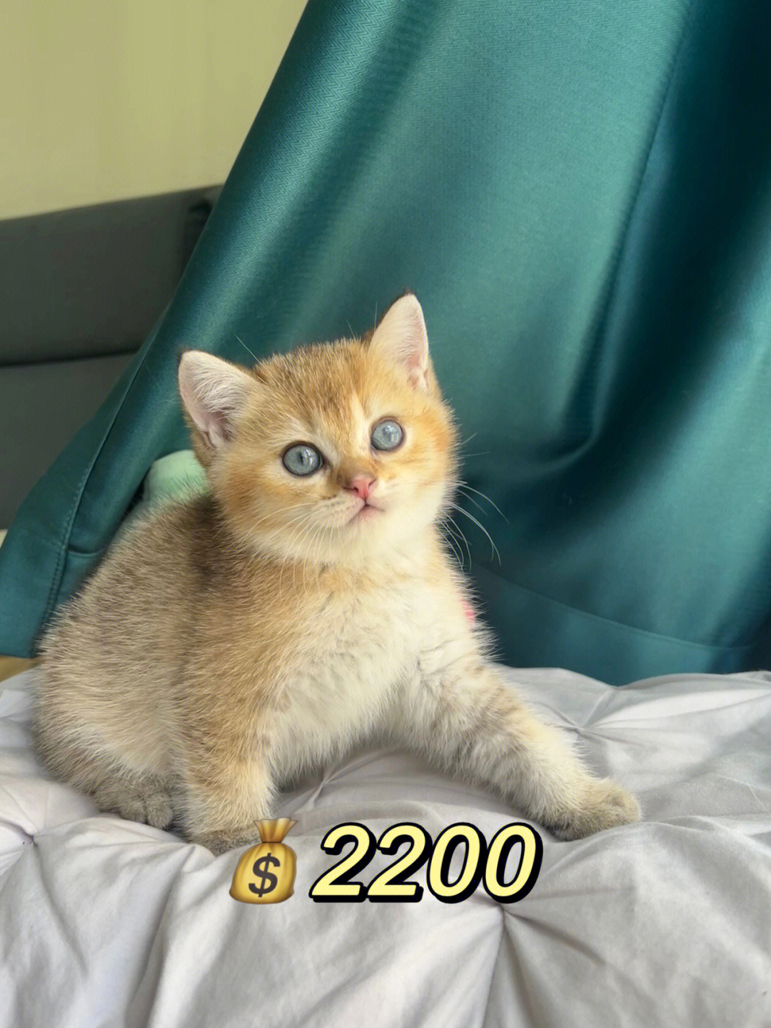 金渐层猫价格价格表图片