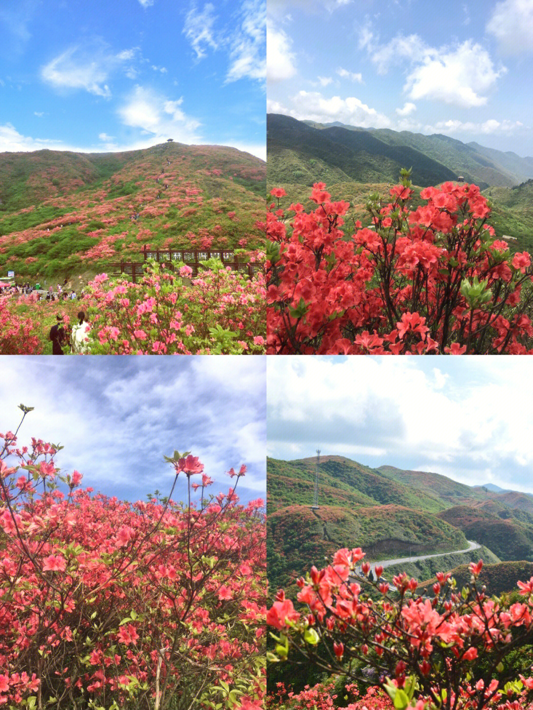 长沙周边游|快去浏阳大围山看杜鹃花海吧94