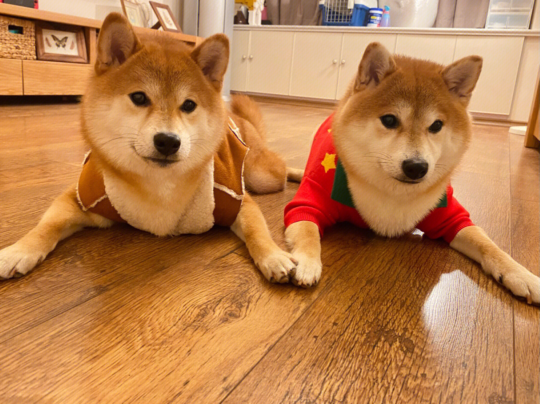 日本二狗子的图片图片