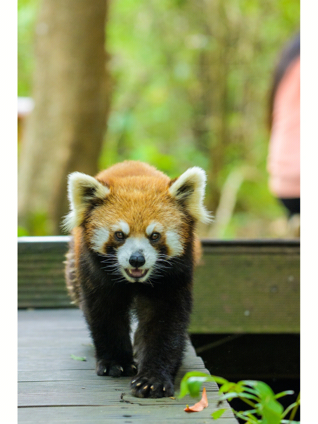 小熊猫庄园住一晚,吃一顿豪华早餐,类似五星级酒店,不过感觉住在森林