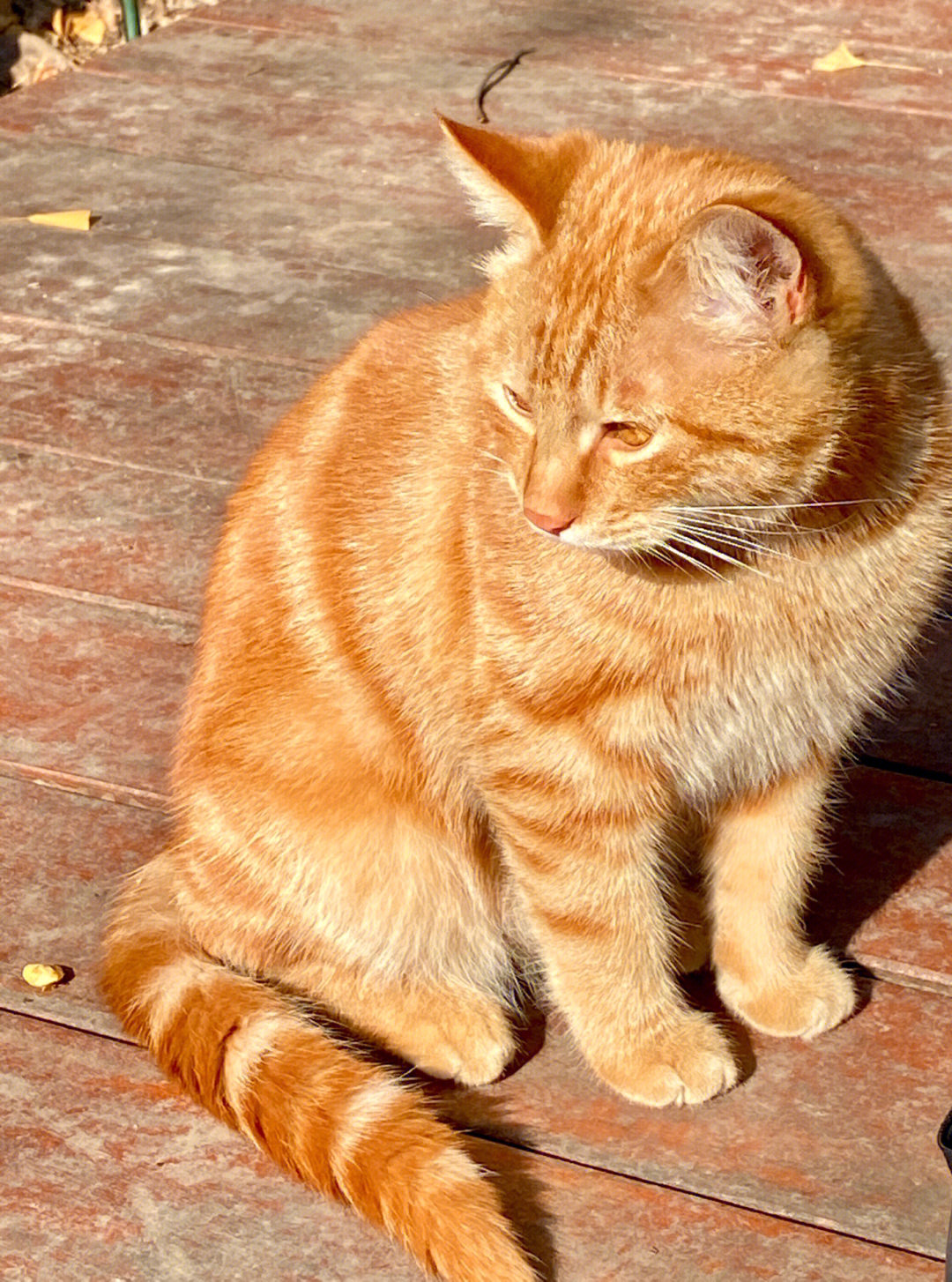 大橘猫是什么品种图片