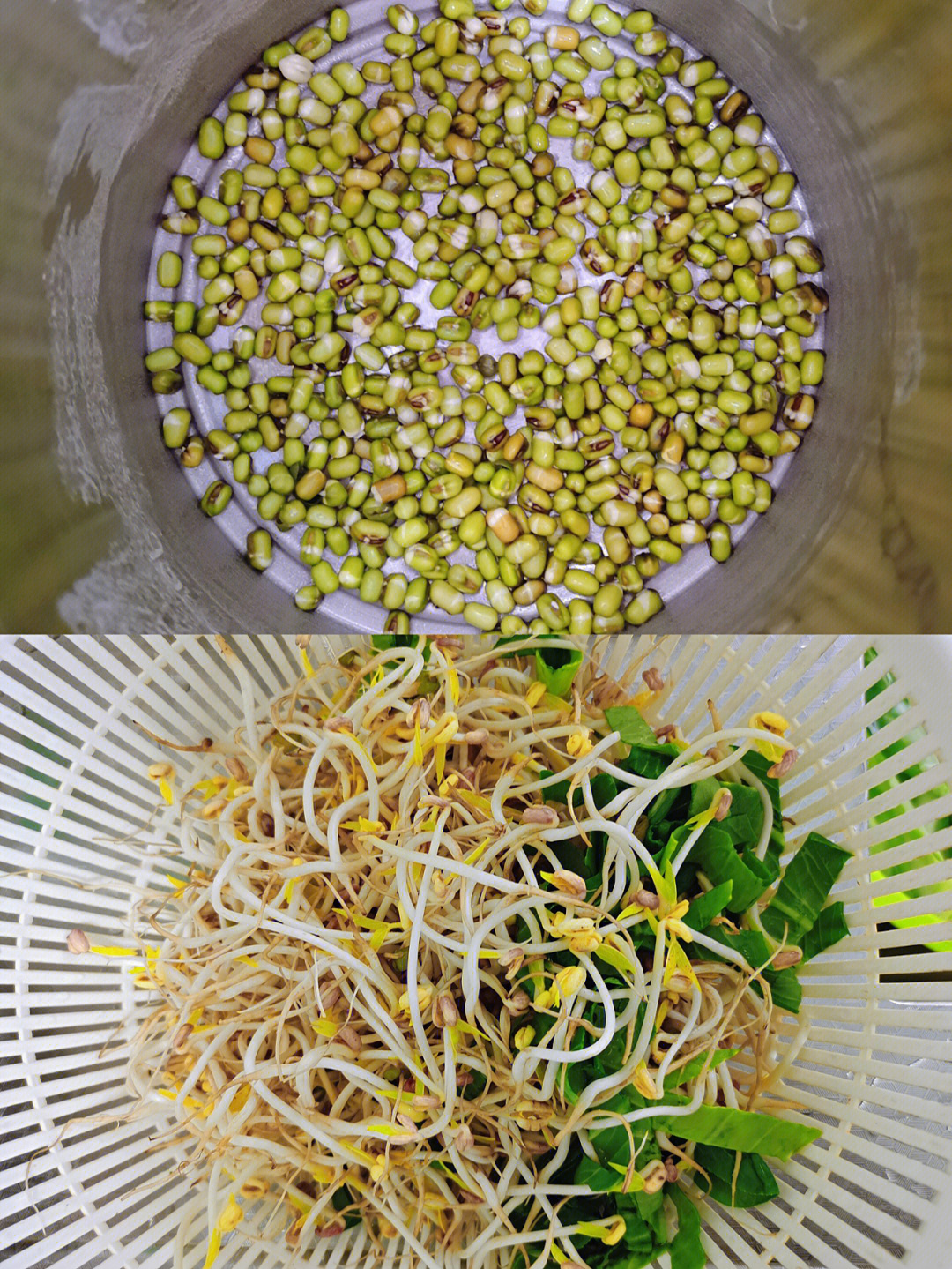 泡发黄豆芽的过程图片图片