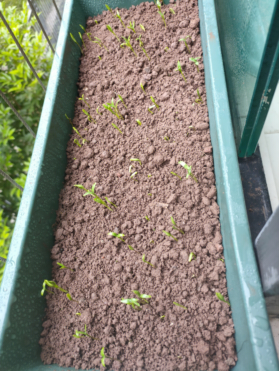 香菜种子种下去之后出芽很快,大概在第六天开始出发,然后陆陆续续都冒