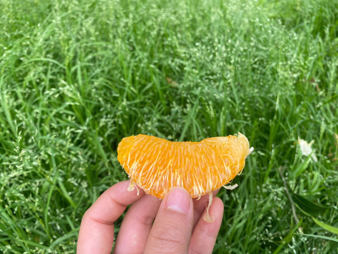 丹棱不知火丑橘
