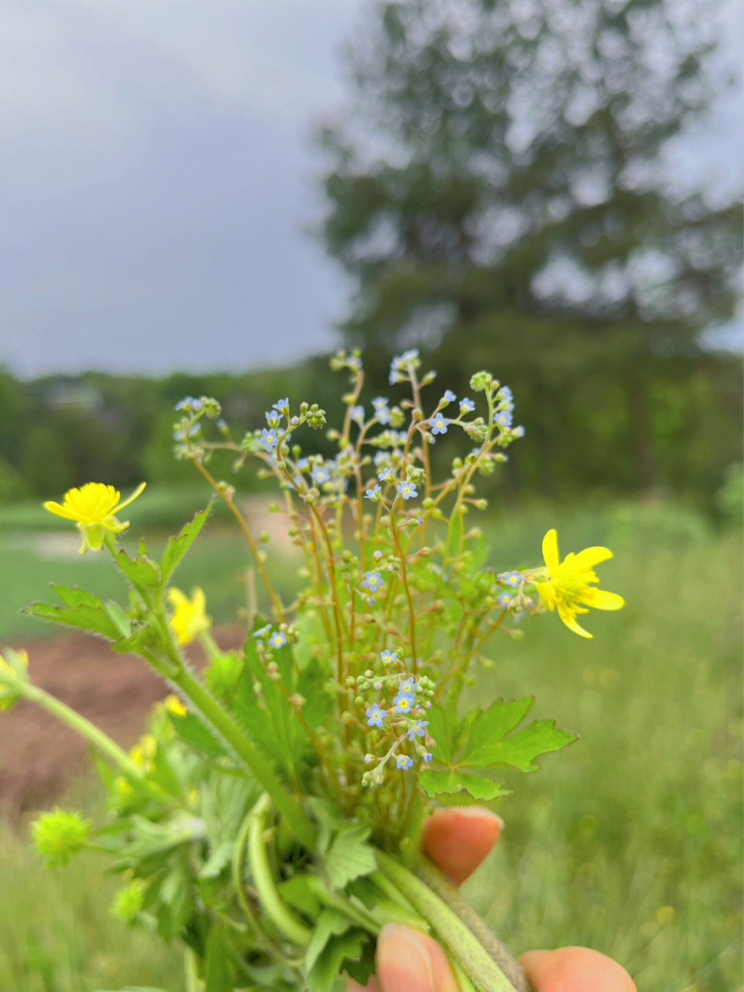 小蓝花