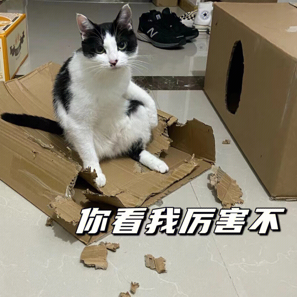 你们的奶牛猫拆家吗