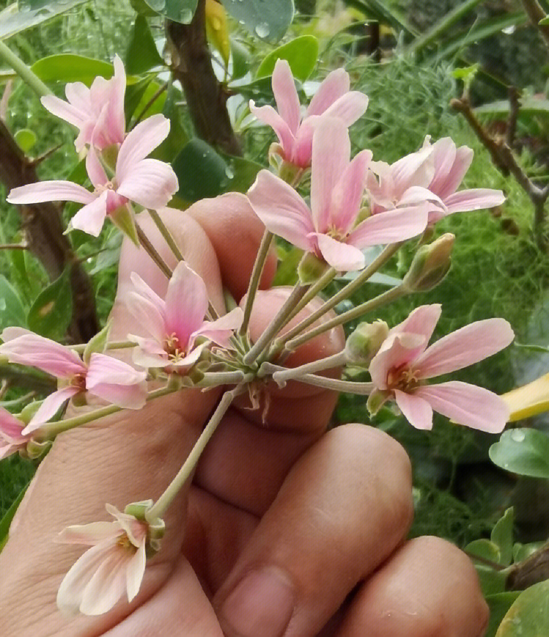 枝干洋葵开花图片