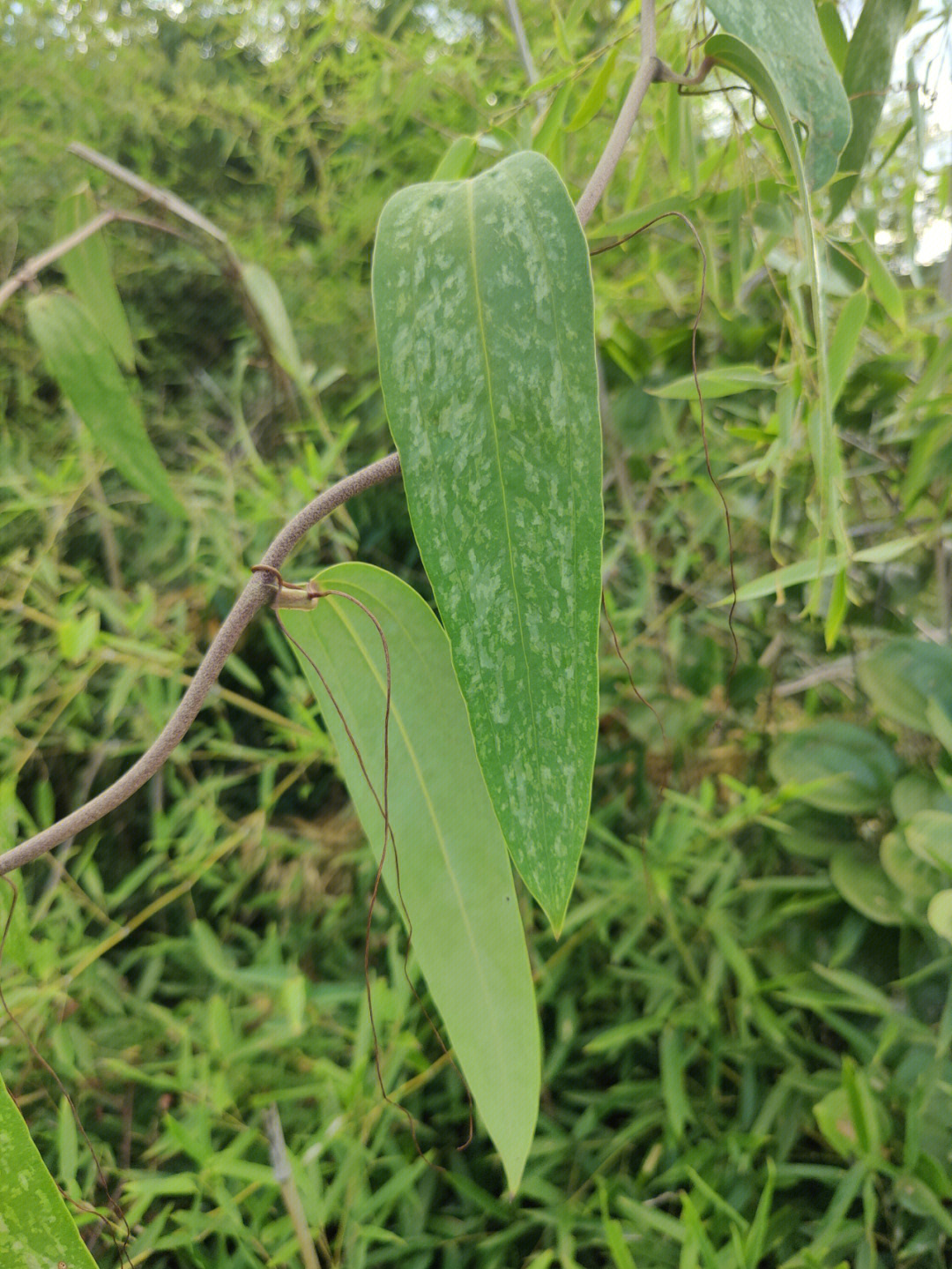 请问这是土茯苓吗感觉有好几种