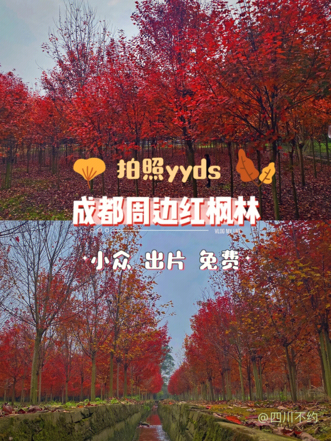 成都周边免费大片红枫林出片拍照yyds