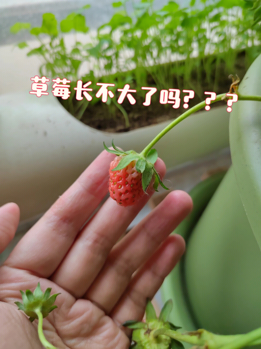 为什么草莓不长大就开始红了而且难吃01