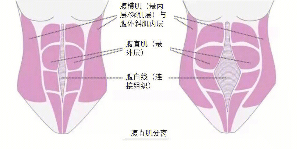 女生腹部肌肉示意图图片