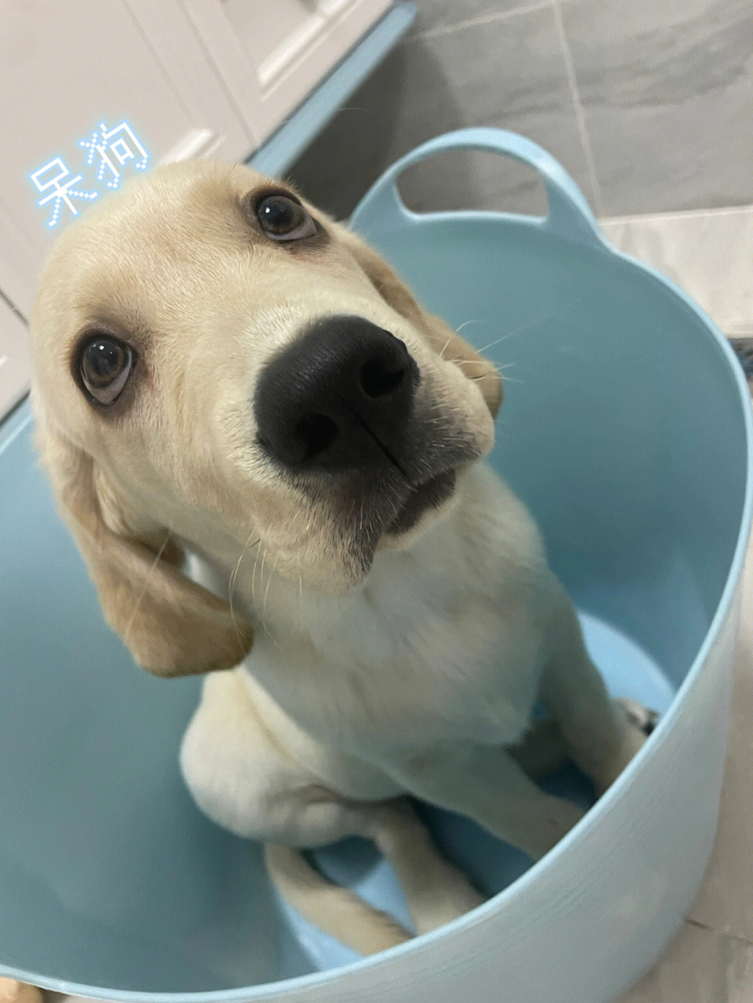 比格犬和拉布拉多杂交图片