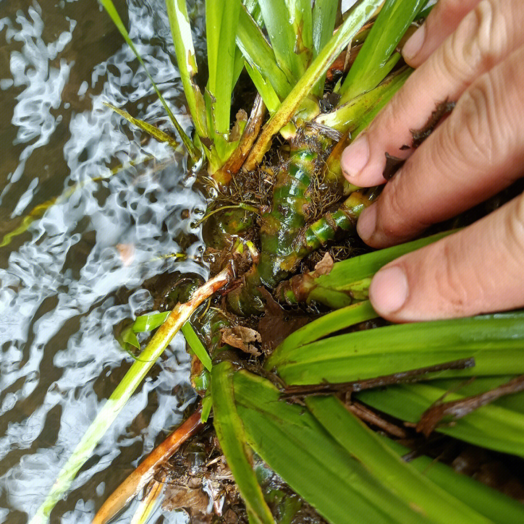 今天大采挖的纯天然野生中药材石菖蒲