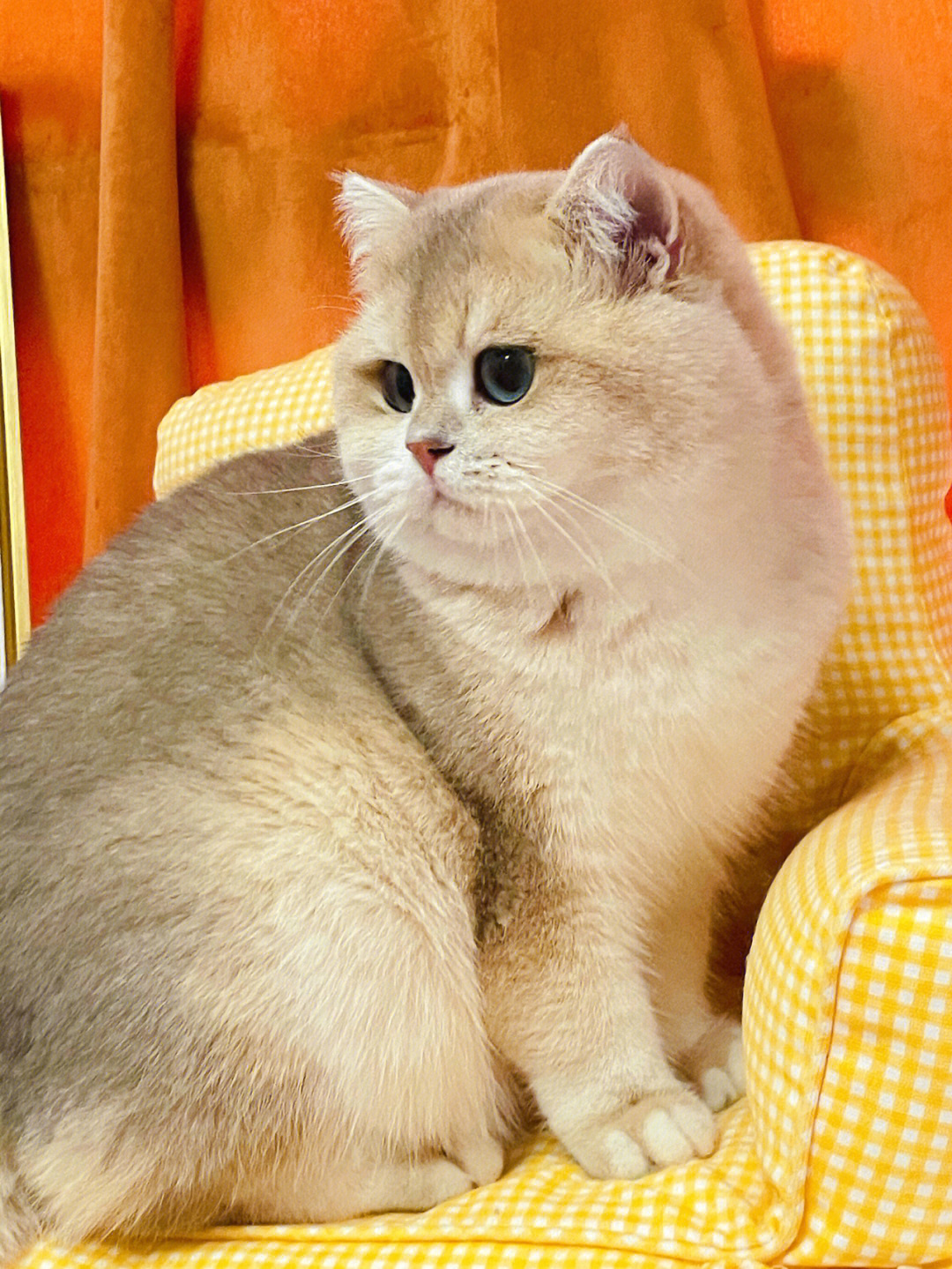 蓝金猫长啥样图片
