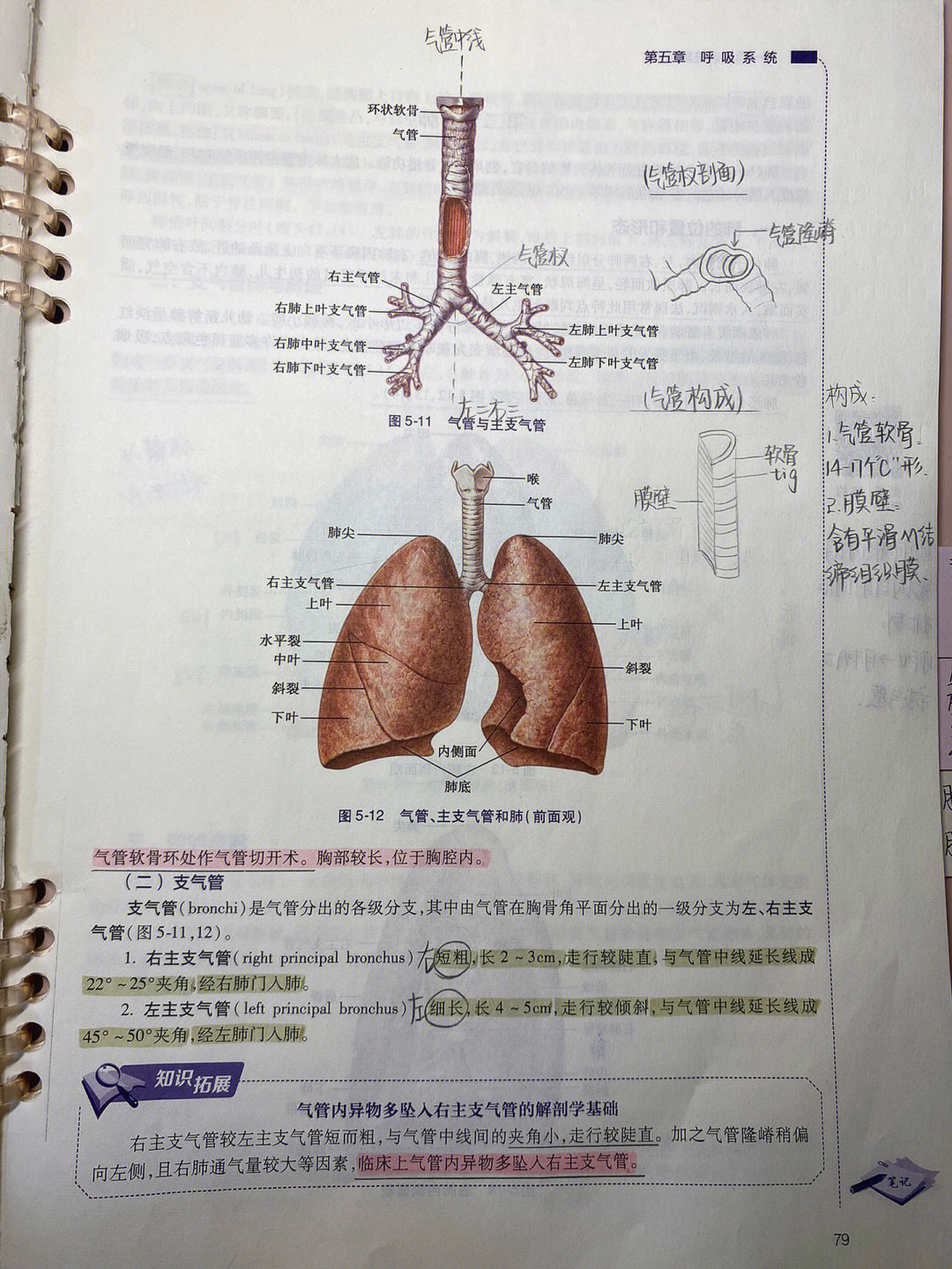 肺的形态左肺狭长右粗短,三缘两面一底尖前下两缘都锐利,只有后缘较钝