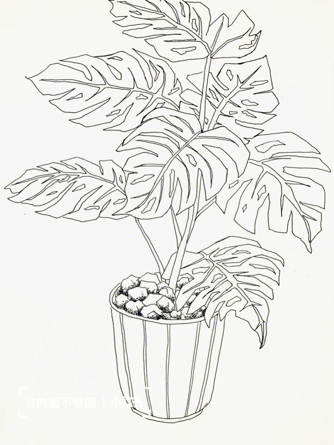 线描盆栽植物写生图片图片
