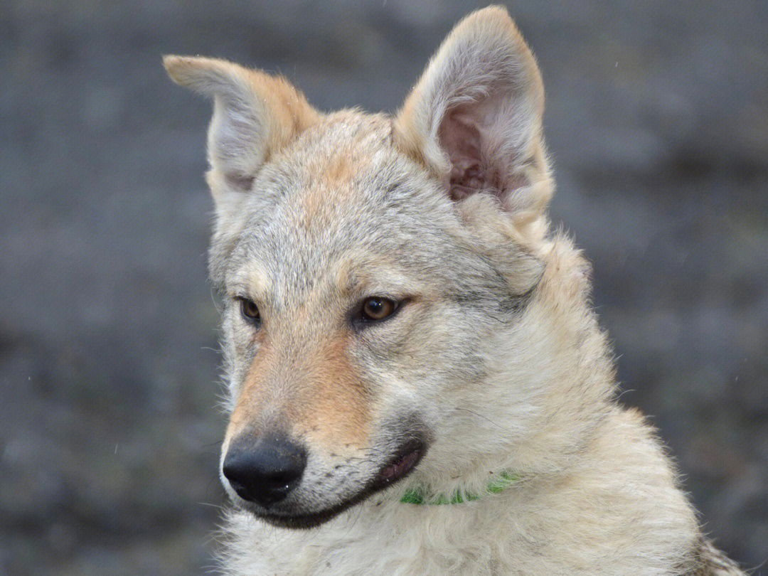 异瞳捷克狼犬图片图片